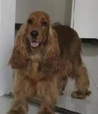 易投配资 可卡犬外表萌翻人，家中却成拆迁队，你敢养吗？